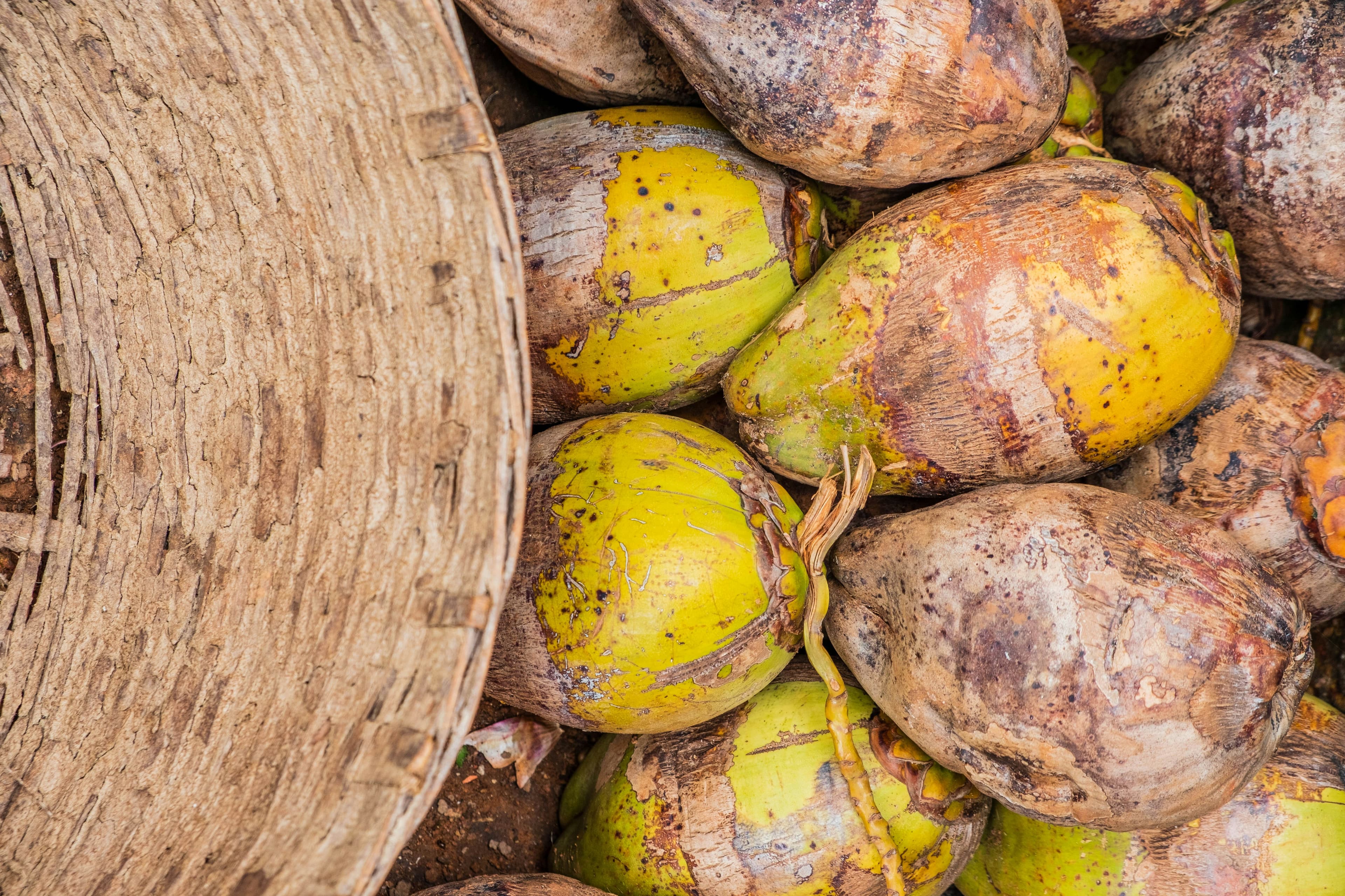 Freshly harvested Sri Lankan coconuts