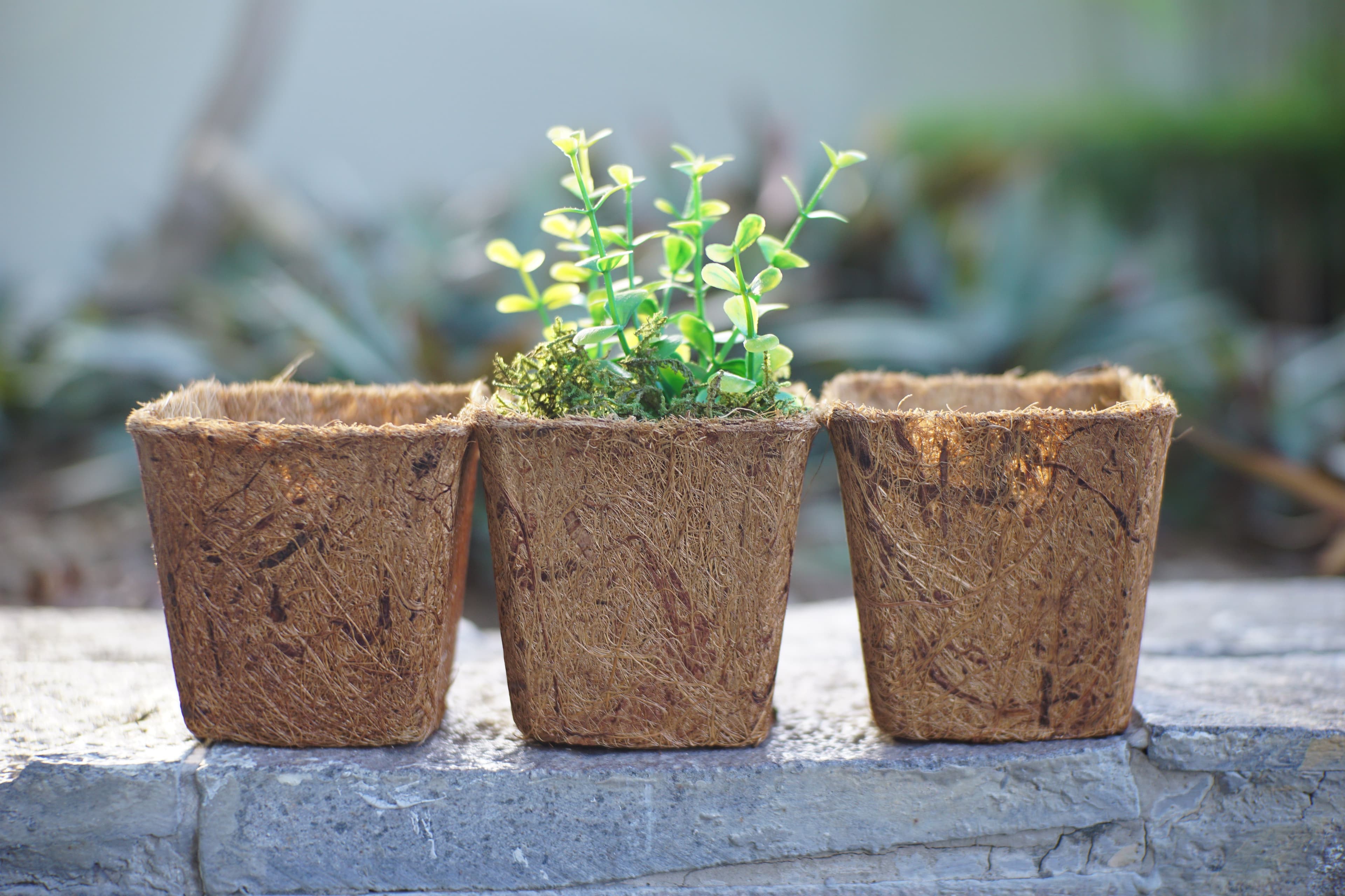 Biodegradable coconut coir fiber pots with a young plant